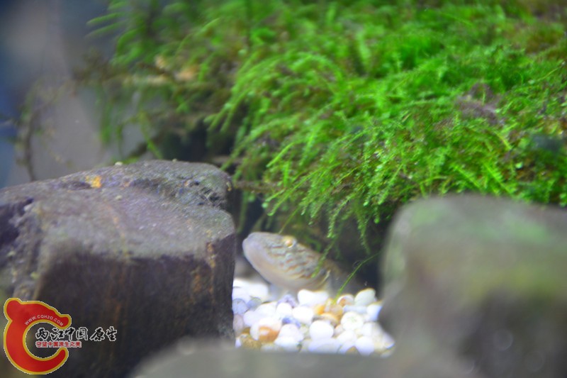 DSC_1566.JPG