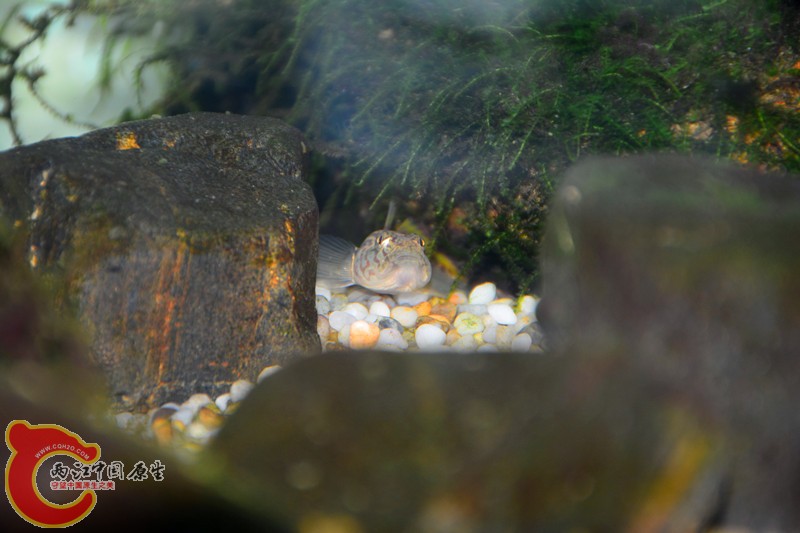 DSC_1568.JPG