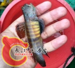 虾虎.jpg