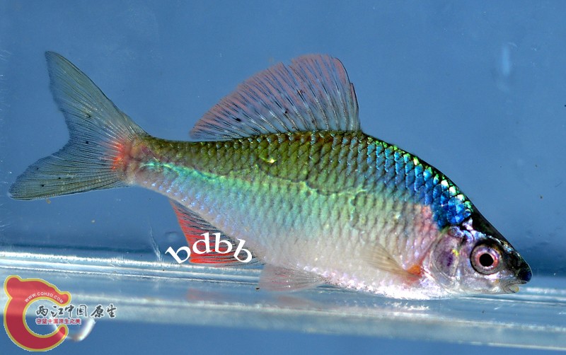 sp鱊02.JPG