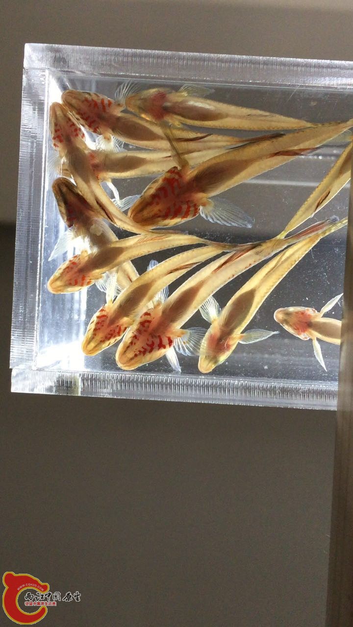 红红的下巴