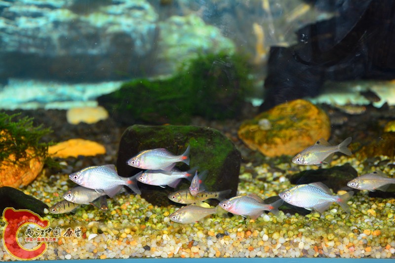 DSC_1593.JPG