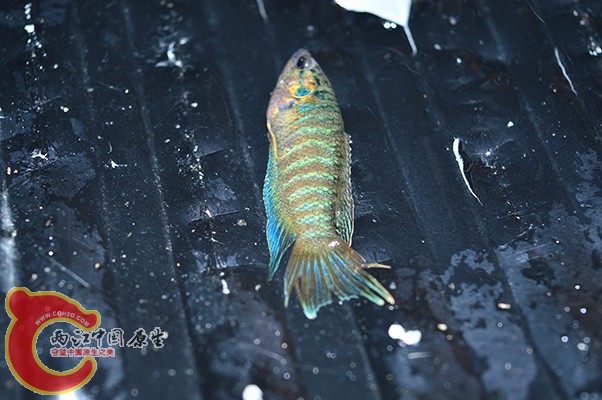 DSC_0048.JPG