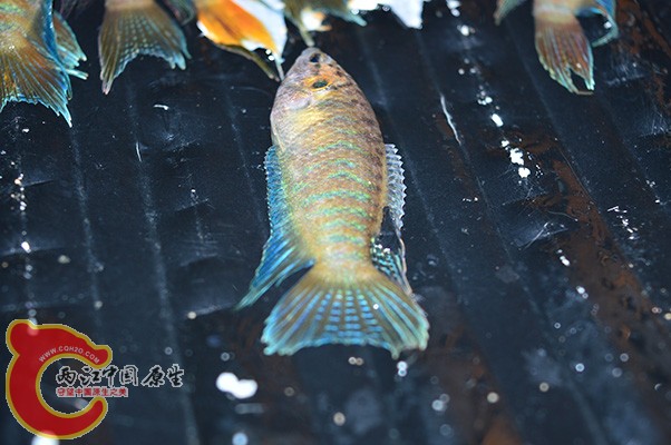 DSC_0052.JPG