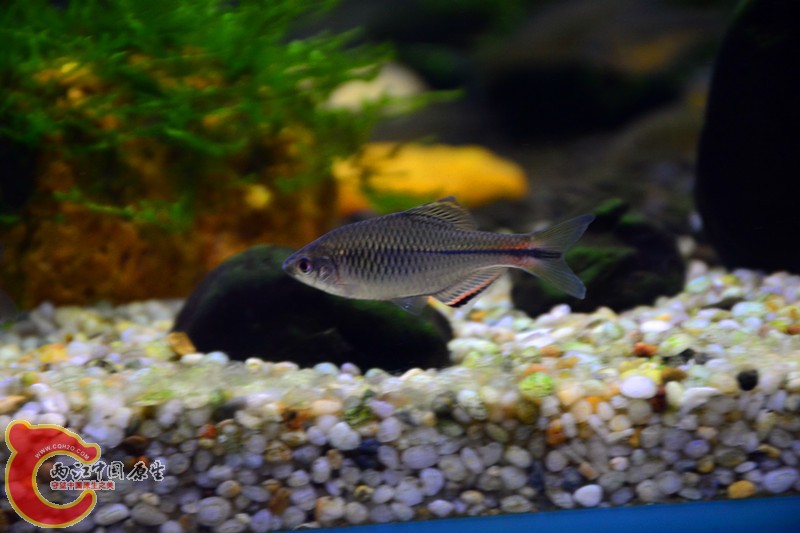 DSC_1695.JPG