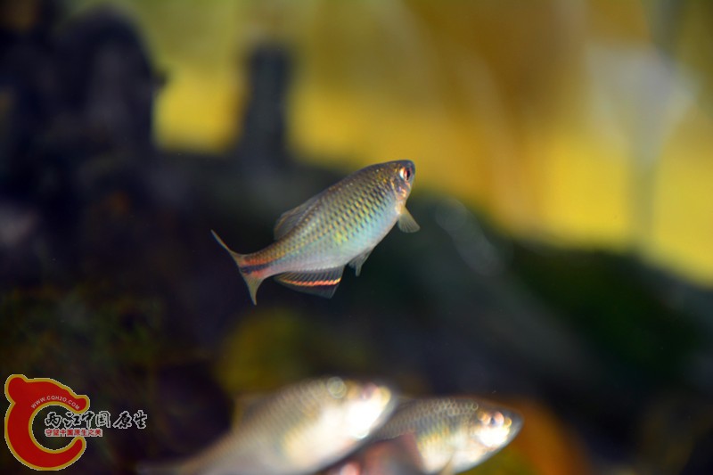 DSC_1711.JPG