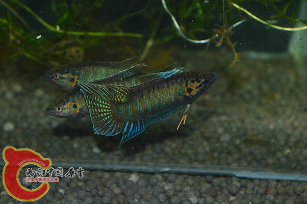 DSC_0002 副本.JPG