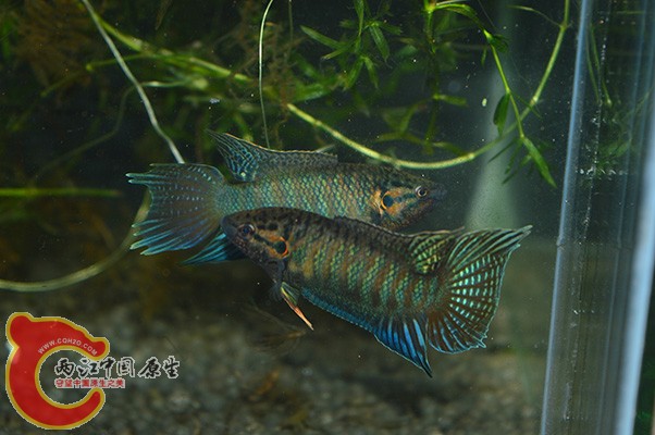 DSC_0006 副本.jpg