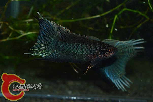 DSC_0032 副本.jpg
