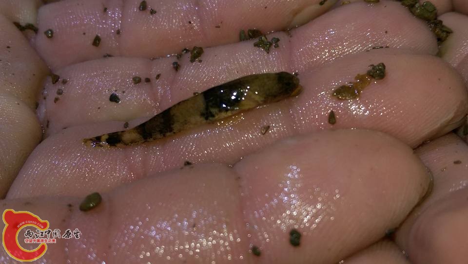 剛採集到的裸身蝦虎