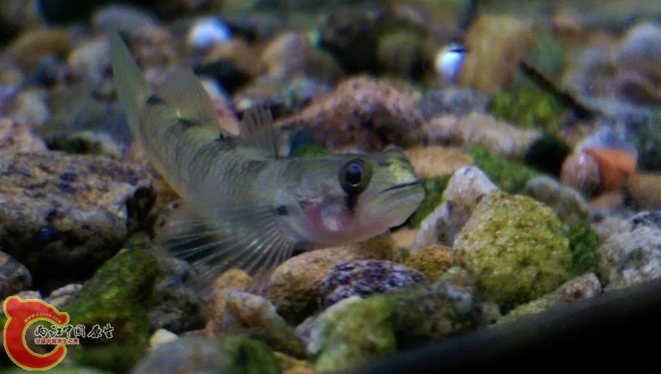 黃瓜母魚