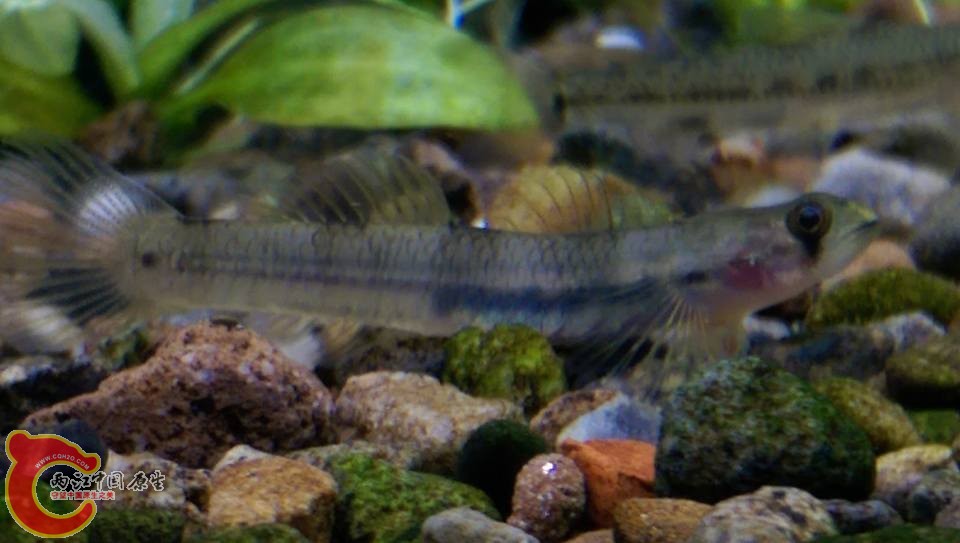 黃瓜母魚