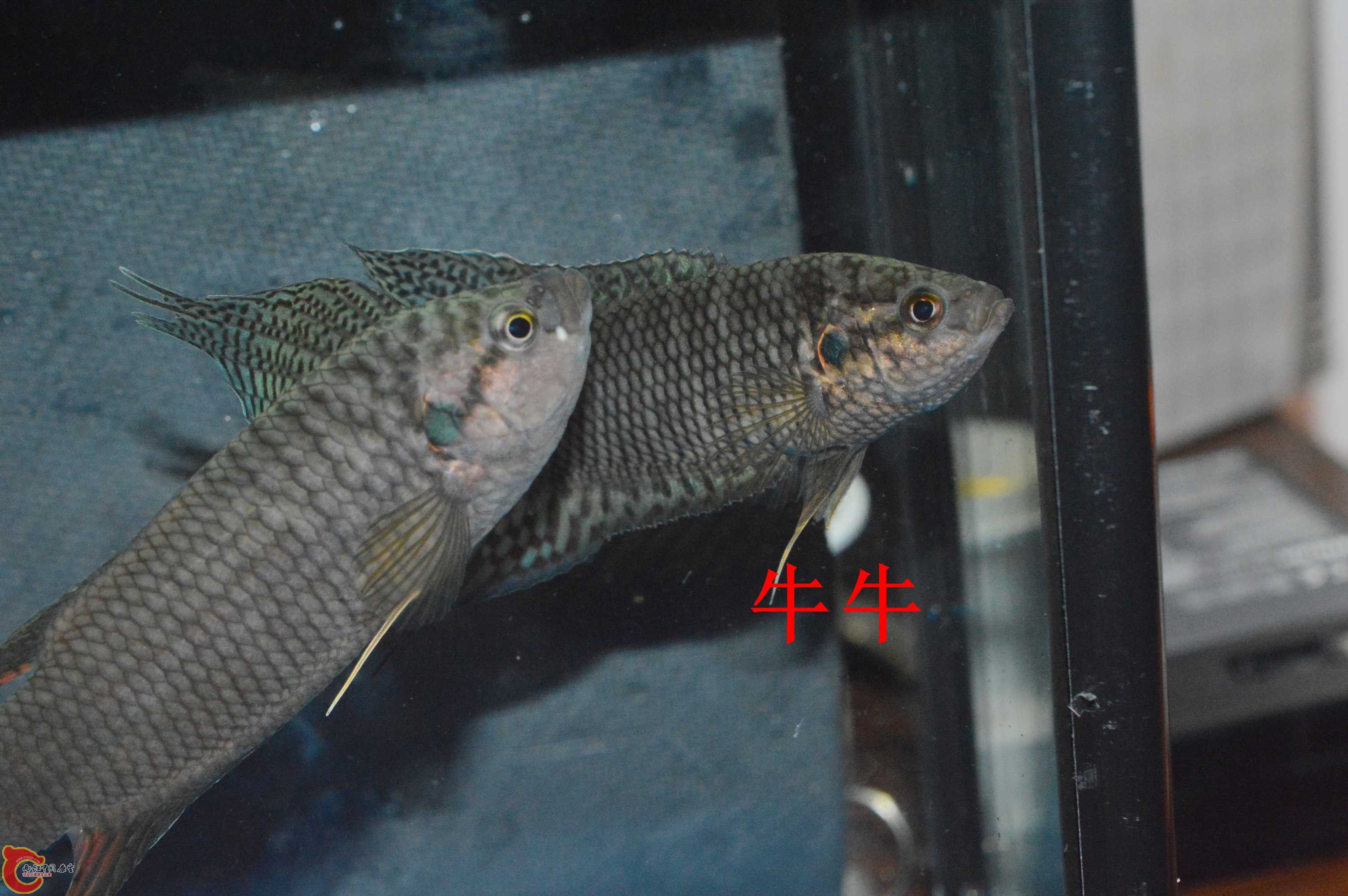 DSC_0013.jpg
