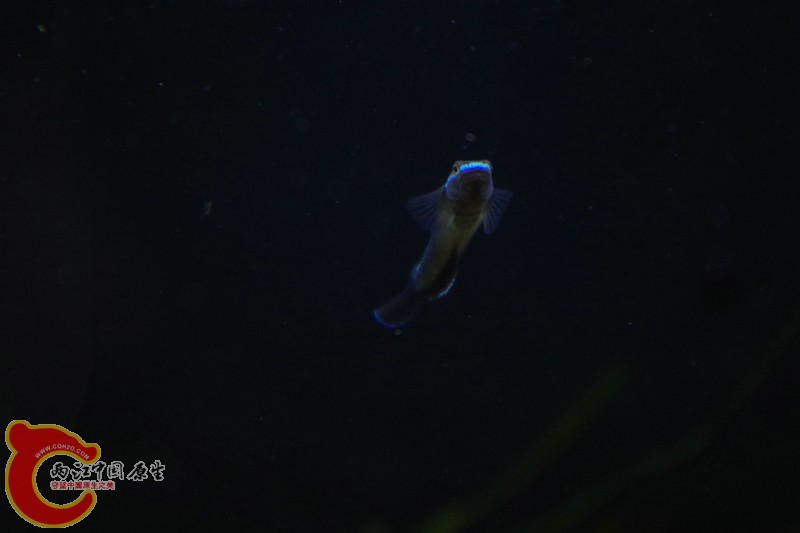 IMGP2523.JPG