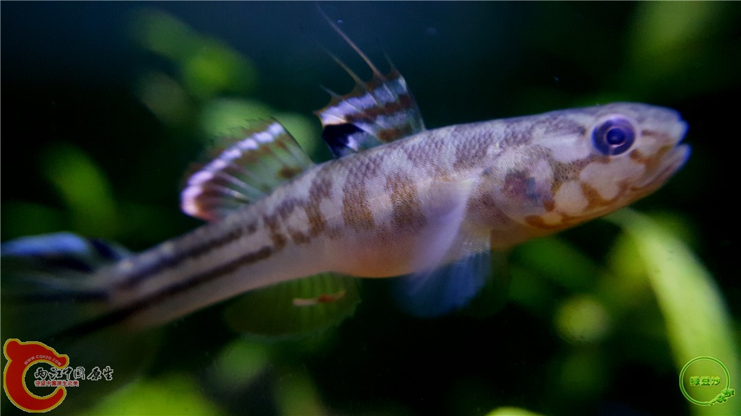 阿部鲻虾虎 - 两江中国原生--做中国最好的原生网络 - 全球最大的中国