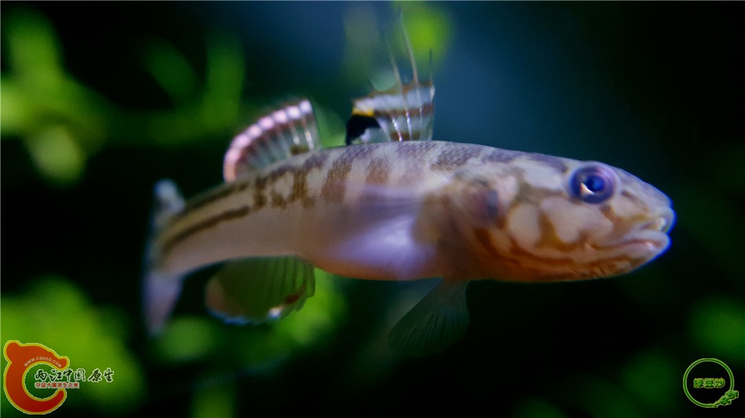 阿部鲻虾虎 - 两江中国原生--做中国最好的原生网络 - 全球最大的中国