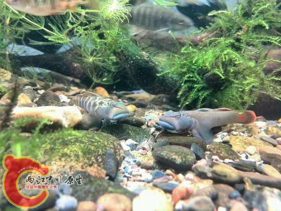 山东褐吻两兄弟