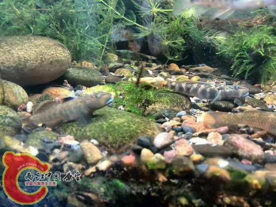 山东和东北褐吻同框