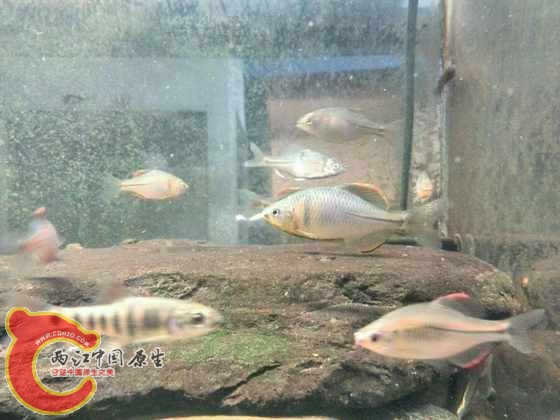 宽口光唇苗，中华，方氏