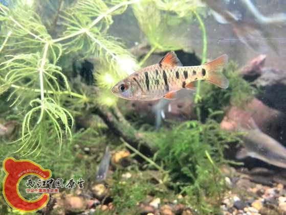 条纹小鲃