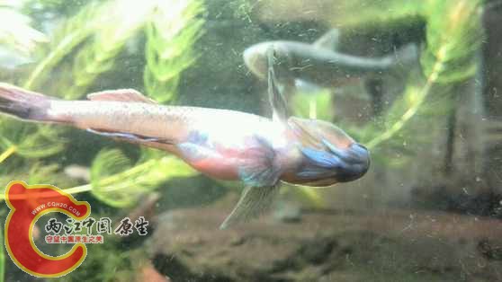 东北褐吻的蓝下巴