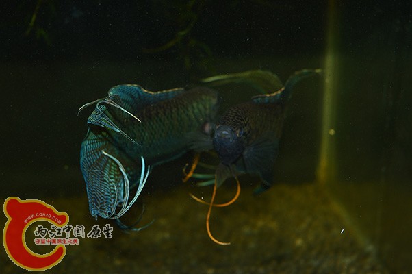 DSC_0100 副本.jpg