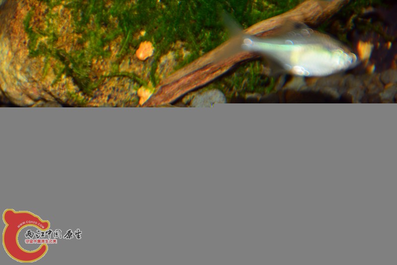 DSC_1737.JPG