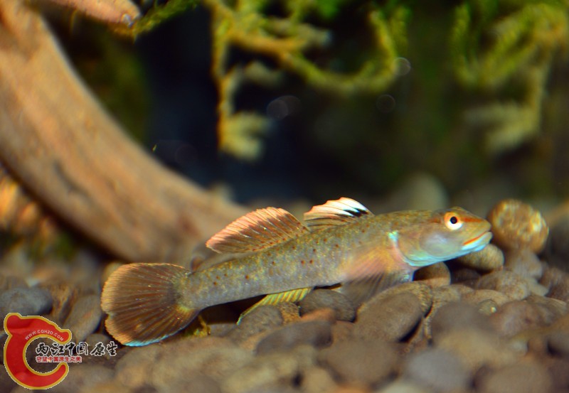 DSC_1739.JPG