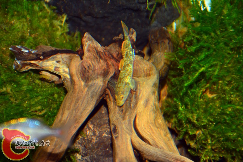 DSC_1745.JPG