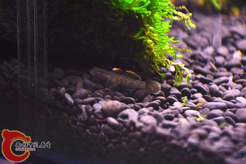 DSC_1778.JPG