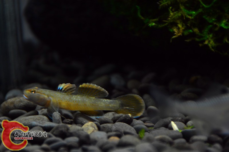 DSC_1779.JPG