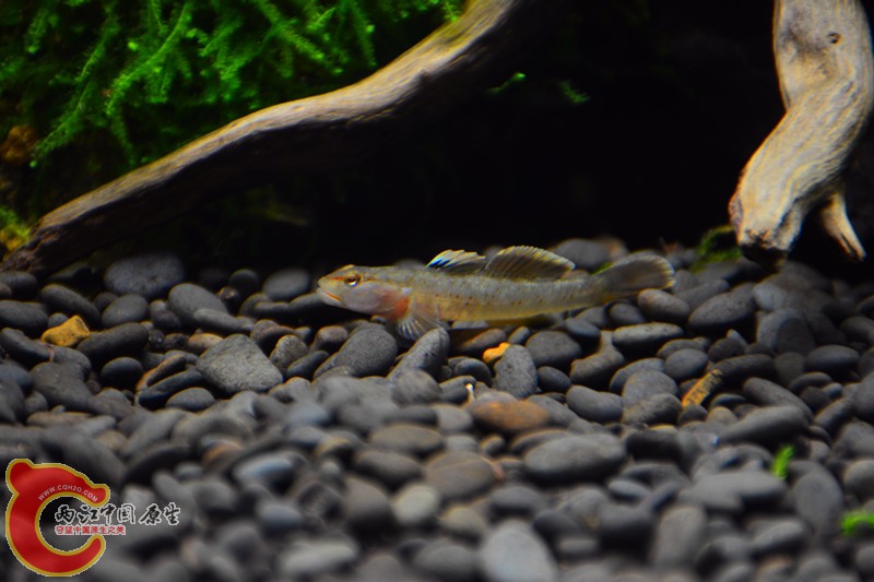 DSC_1782.JPG