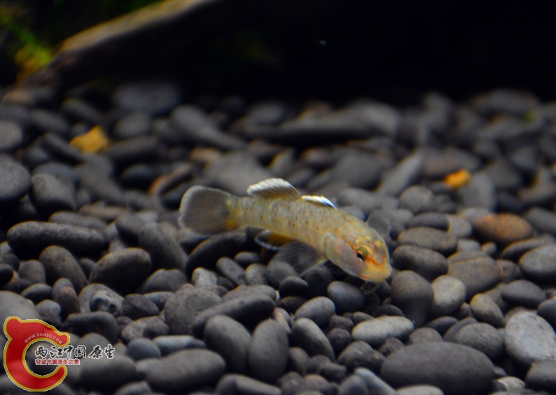 DSC_1784.JPG