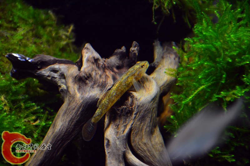 DSC_1787.JPG