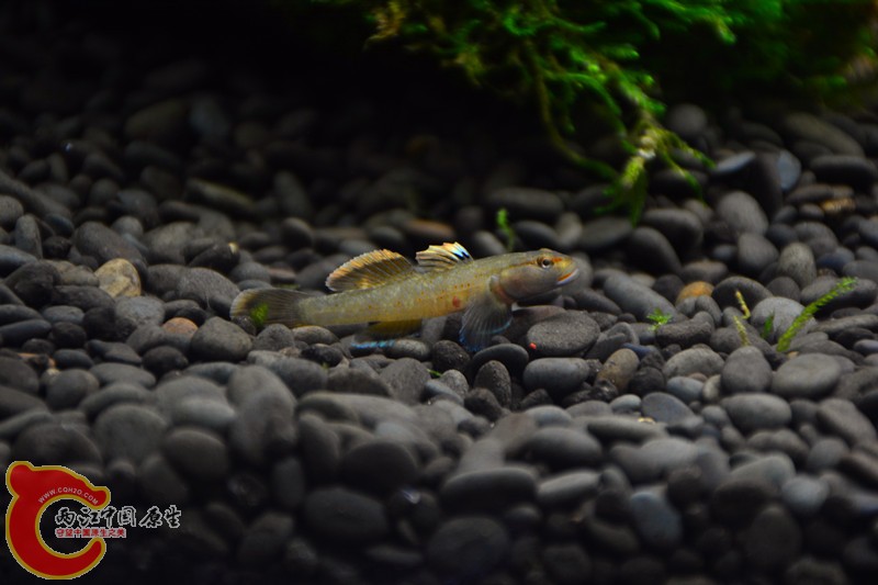 DSC_1790.JPG
