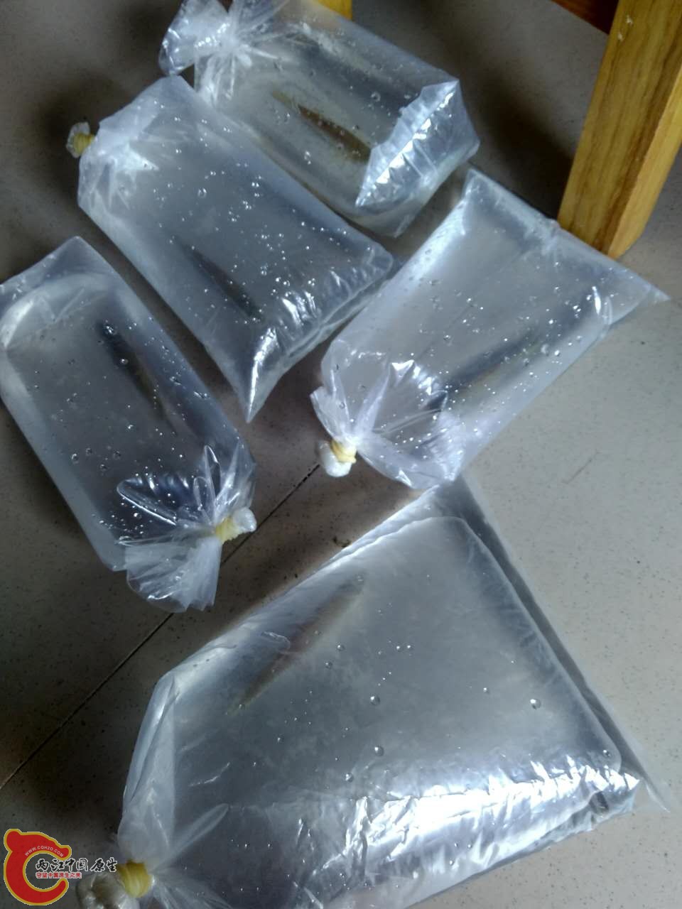 去之前先打包好，其实单程就半个小时，只不过手头刚好有氧气袋，所以假装很专业的样子打包了