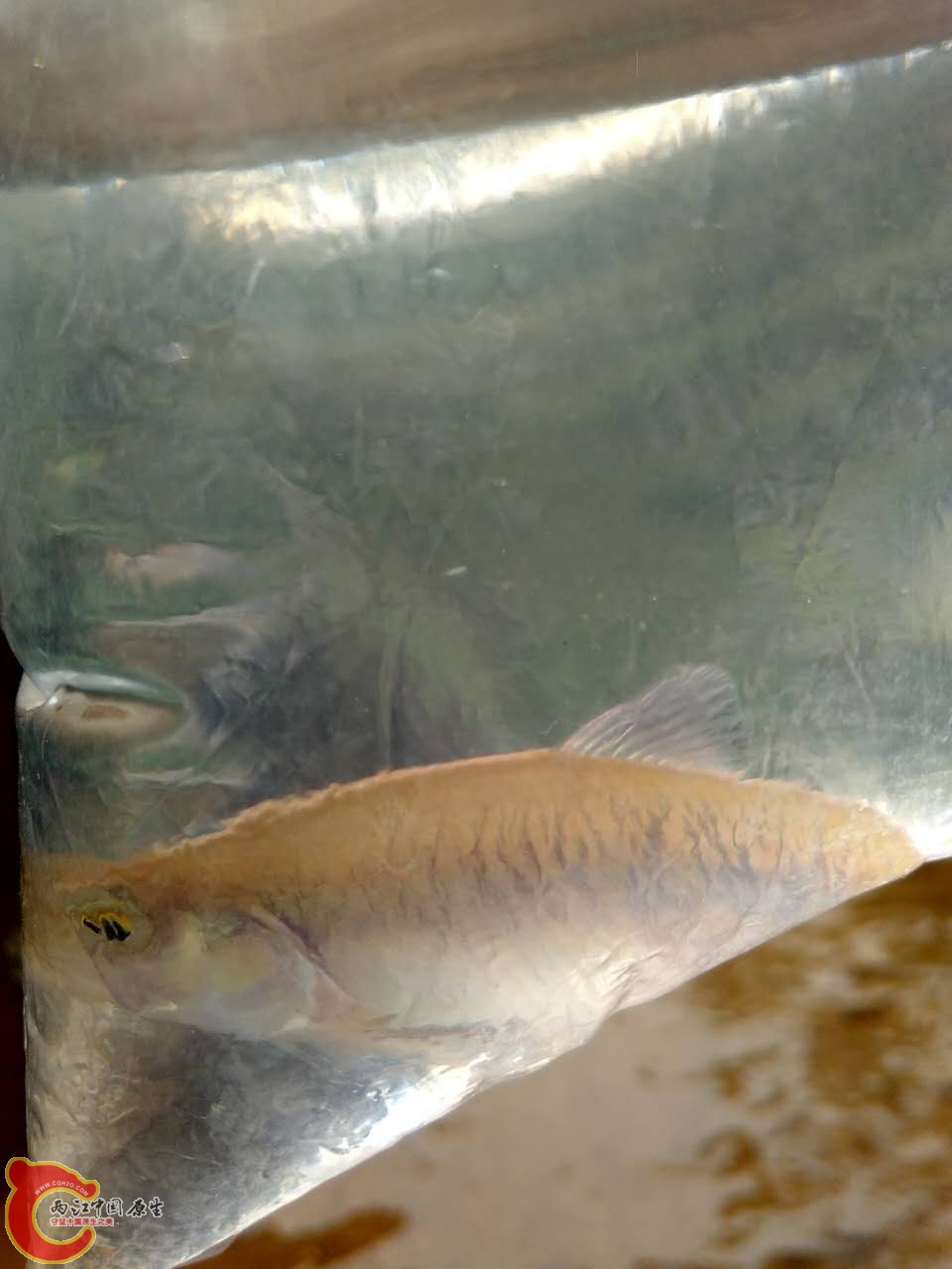 最大的一条，之前是缸霸，有12厘米，但是自从一条个头比它小的宽鳍鱲来了以后，就被打得满地找牙，宽战斗力 ...