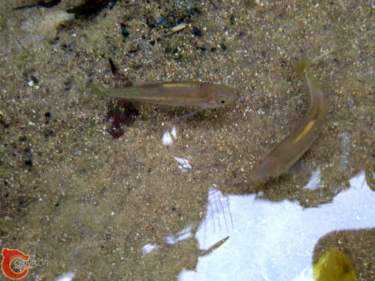 还不游走，拍几张