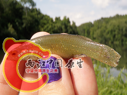 Golden Topminnow 2.png