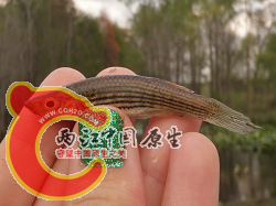 Lined Topminnow 1.png