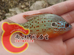 Orangespotted Sunfish 1.png