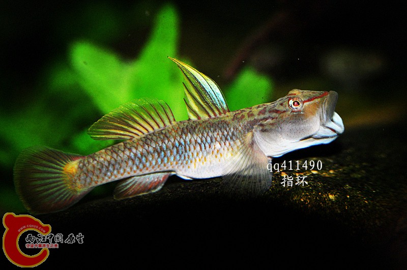 DSC0011.jpg