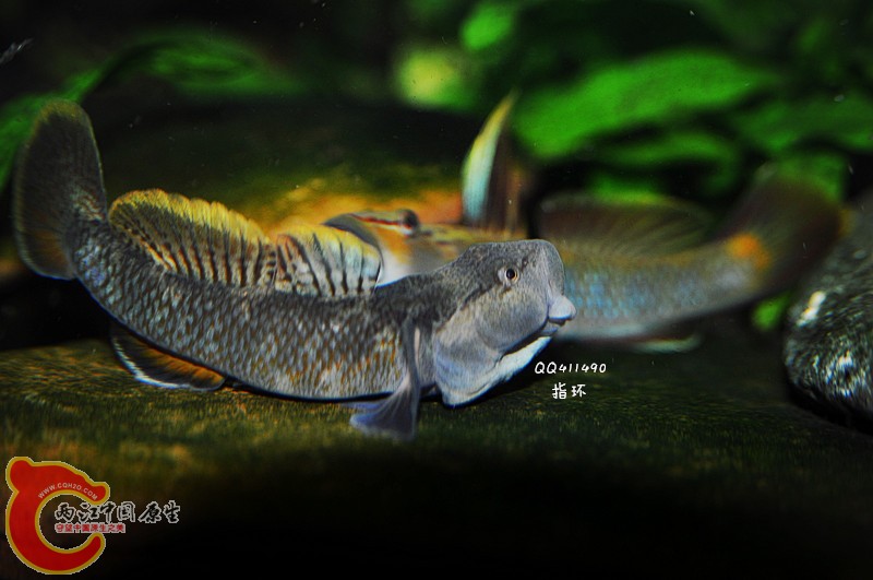 DSC_0074.jpg
