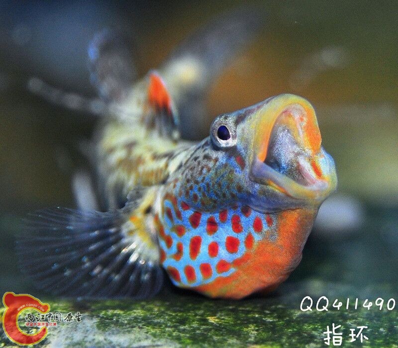 QQ图片20150421010816.jpg