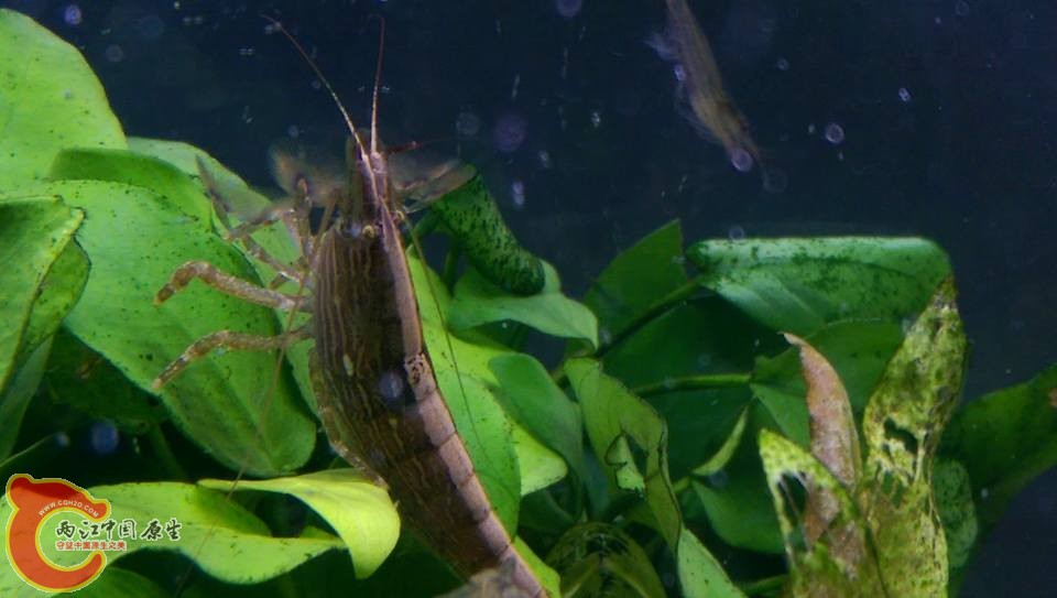 正在張網覓食的網球蝦