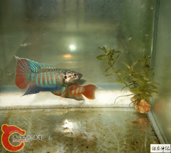 DSC09799_副本_副本_副本_副本.jpg