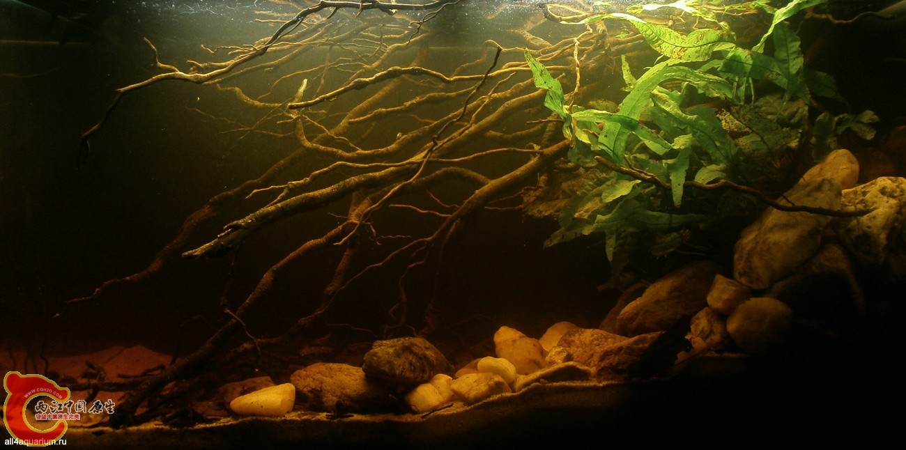2015_biotope_aquarium_e_8_1.jpg