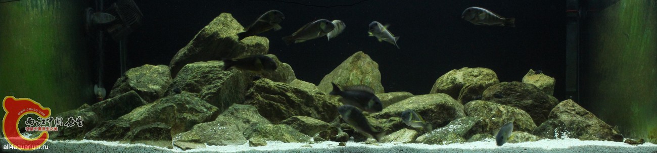2015_biotope_aquarium_a_11_1.jpg