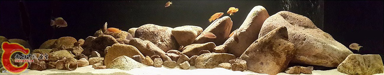 2015_biotope_aquarium_a_9_1.jpg