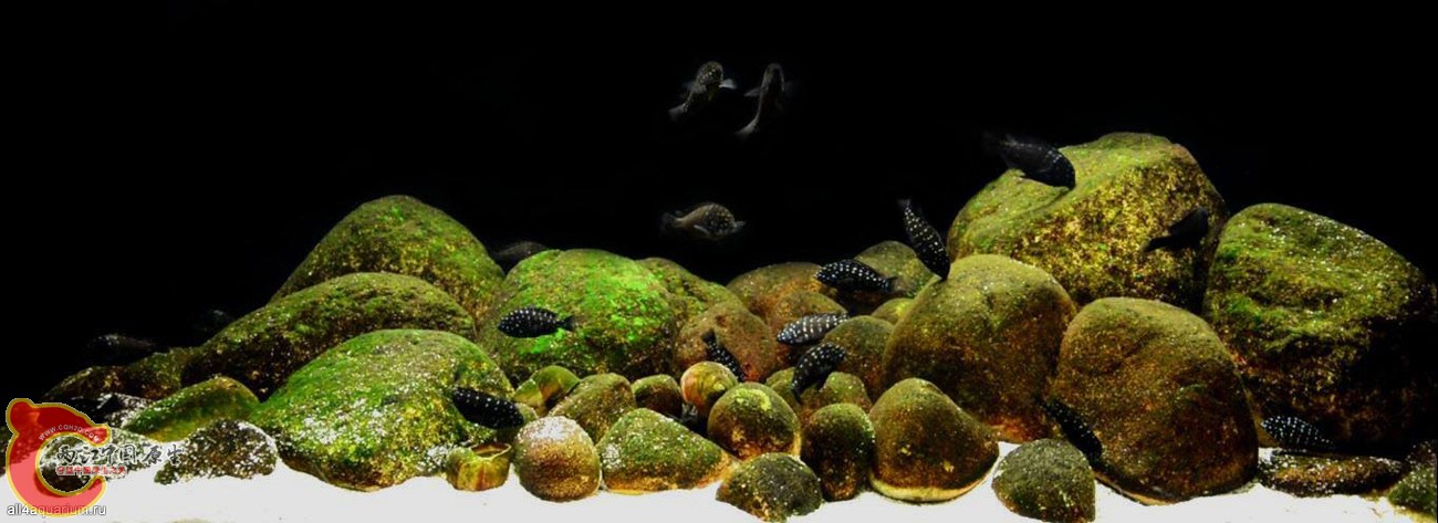 2015_biotope_aquarium_a_3_1_0.jpg